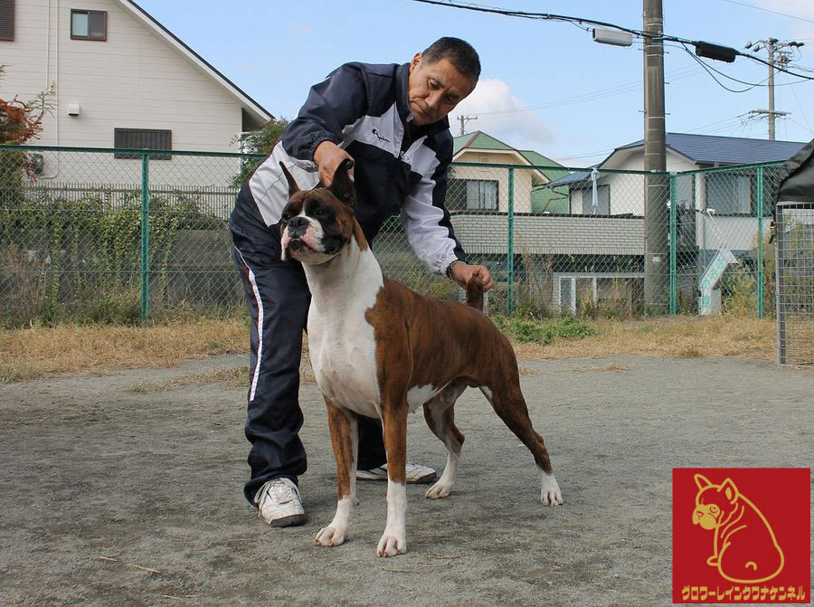 トップセレクション ボクサー 犬 画像 最高の画像画像