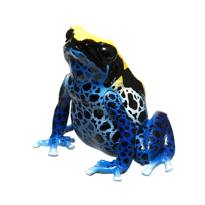 ヤドクガエル イラスト ヤドクガエル イラストレーター