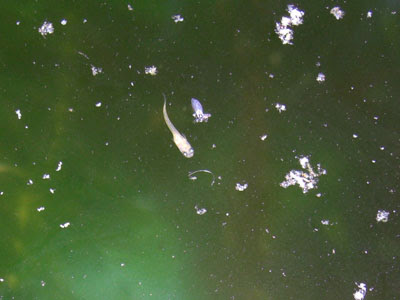 画像 水槽 白い 虫 329299-水槽 ガラス 白い 虫