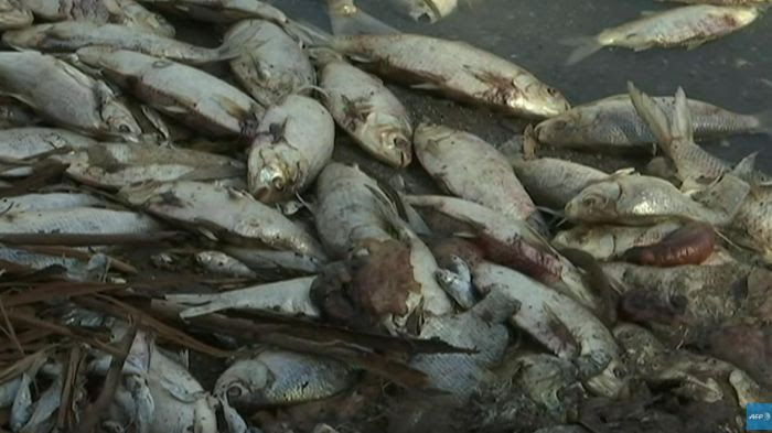 Australie : 1 million de poissons retrouvés morts