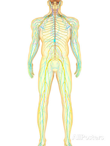 Brain clipart clipart diagram brain text transparent clip art. Nervous System