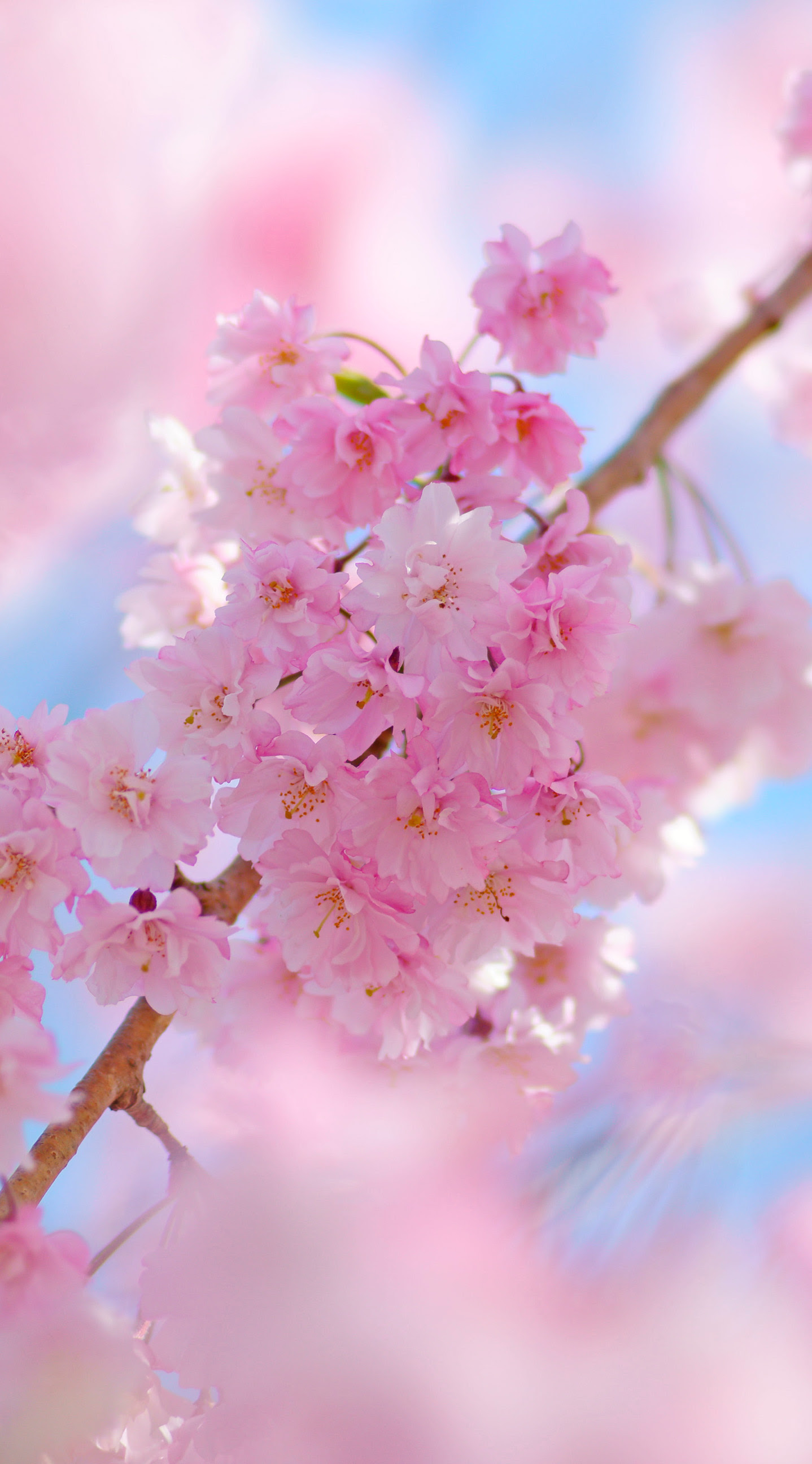 50 素晴らしい壁紙 桜 おしゃれ 最高の花の画像