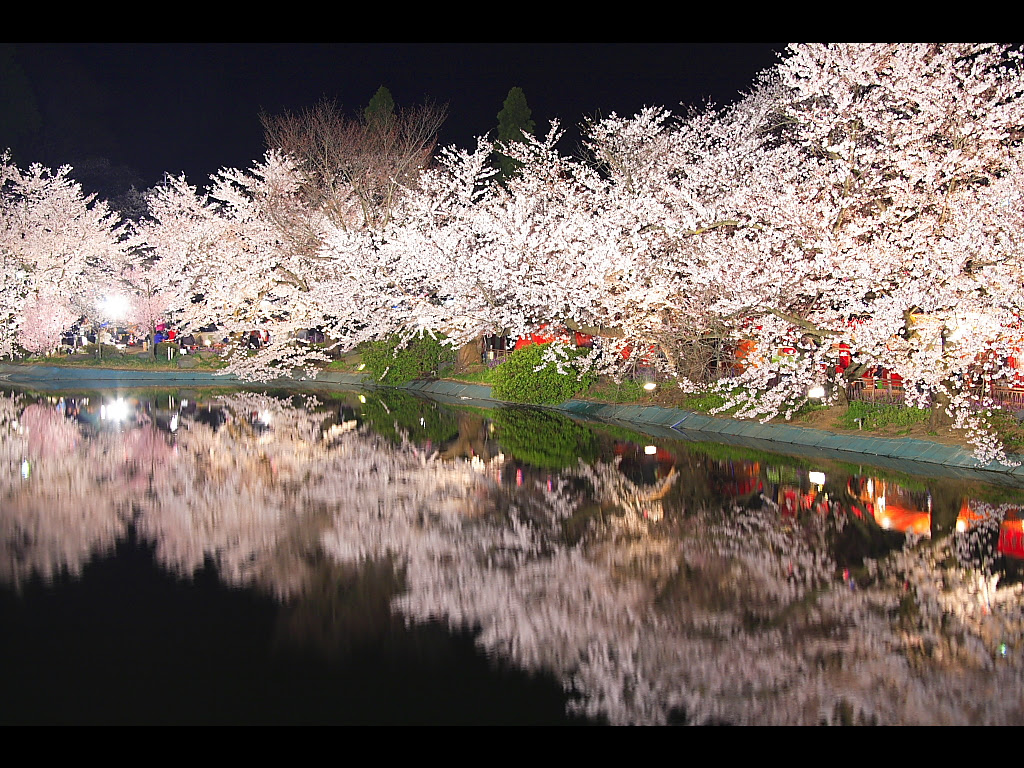 画像をダウンロード 夜桜 壁紙 4k 壁紙 夜桜