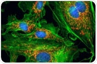 New fluorescent probe specifically labels microglia cells
