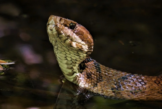 Cottonmouth snake (Matt Moore)