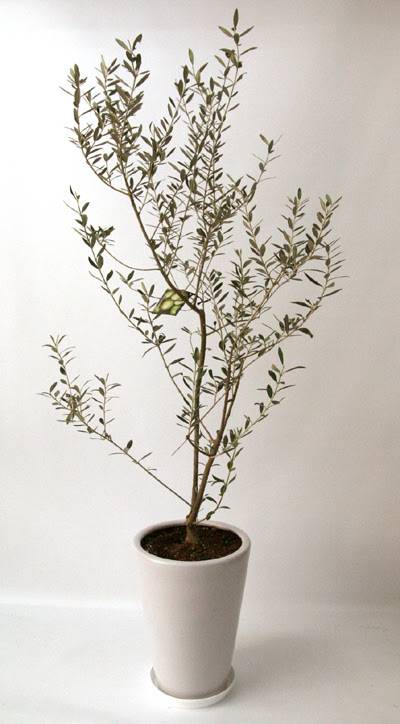 すべての美しい花の画像 トップ100観葉植物 オリーブ 室内