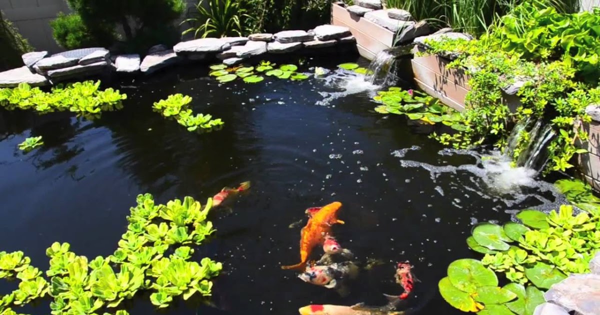 Koi Fish Dying In Pond - Grounded is trying to kill us with underwater