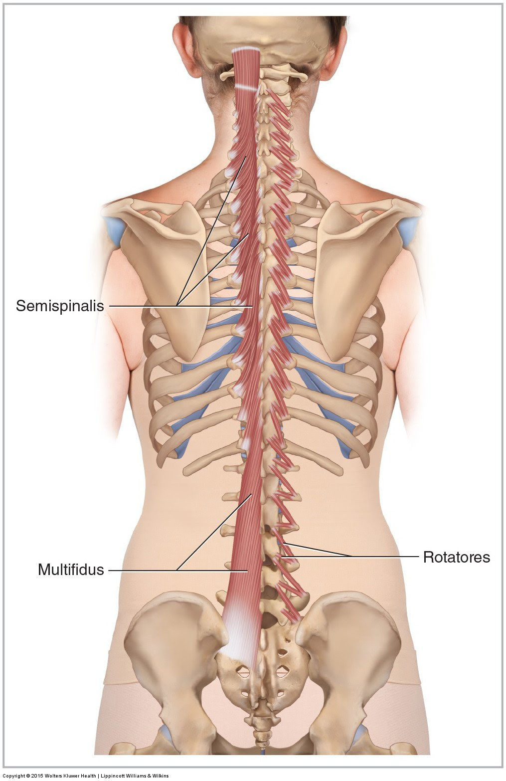 11.4 axial muscles of the abdominal wall, and thorax ; Muscles Of The Lumbar Spine Of The Trunk
