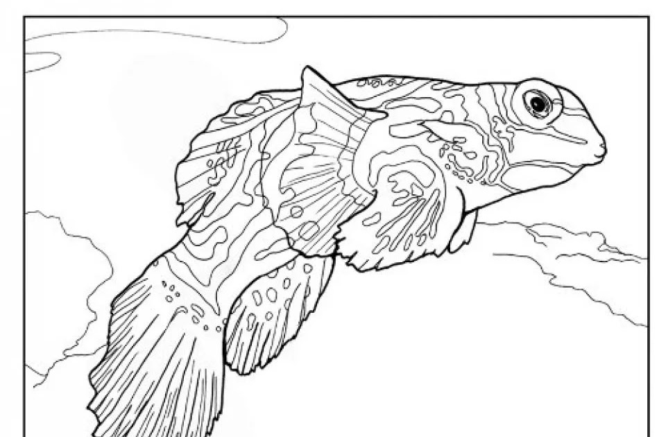 Tropical Fish Coloring Sheets - Free Coloring Page