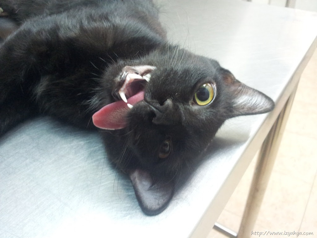 Nama Ubat Sakit Mata Kucing - Sinter G