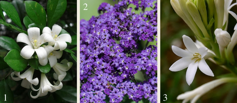 Fringe tree is a shrub or small tree native to the eastern u.s. 21 Plants For A Fragrant Garden Flower Power