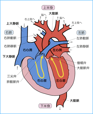 最高の心臓 解剖 イラスト ディズニー画像のすべて