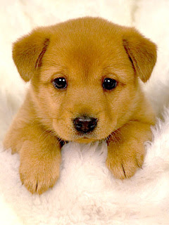 待ち受け 犬 可愛い 画像 可愛い 犬 画像 待ち受け