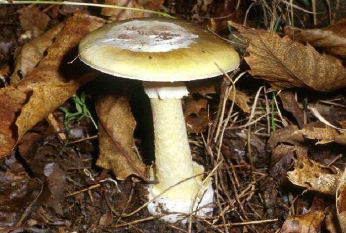 Amanita phalloides-manitari-d