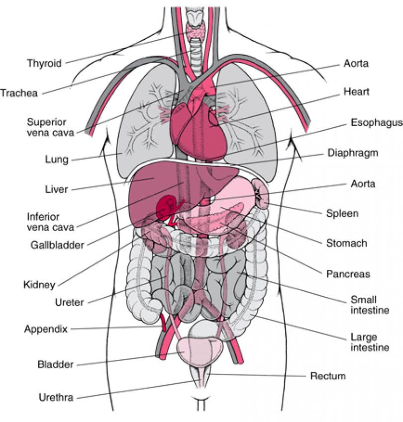 Human Body Diagram Back View Human Anatomy