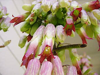 無料印刷可能ハカラメ 花 すべての美しい花の画像