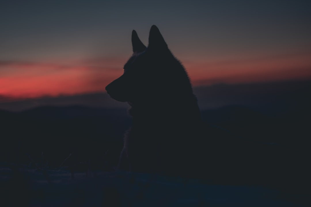 A collection of the top 40 aesthetic anime desktop wallpapers and backgrounds available for download for free. Wolf Wallpapers Free Hd Download 500 Hq Unsplash