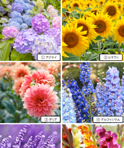 [最も好ましい] 2月 旬の花 249983-2月 旬の花