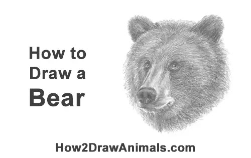 Realistic Bear Face Drawing
