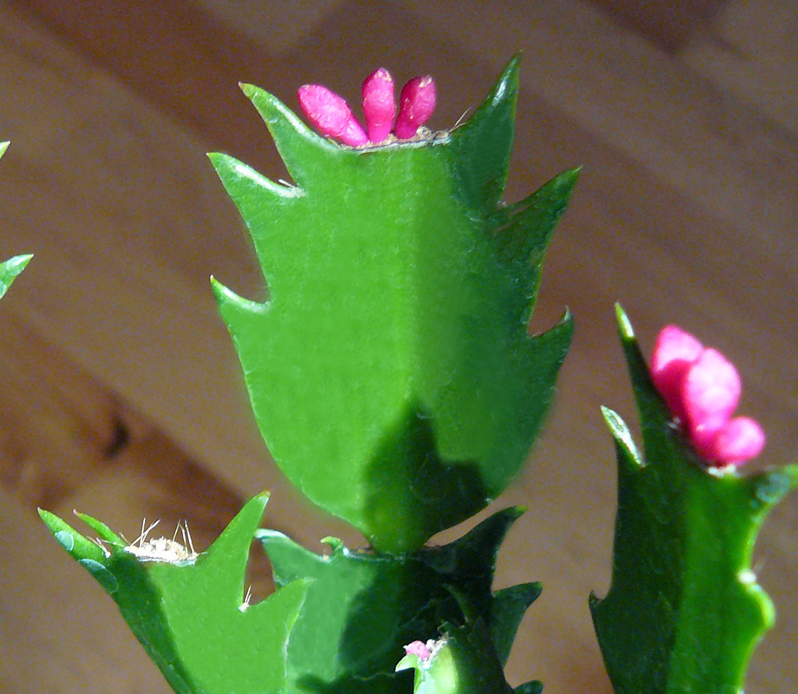 The true christmas cactus has hanging flowers and pendant stems with it's rarely sold in nurseries because its long stems shatter too readily, making it difficult to transport. Name That Holiday Cactus Gardening In The Panhandle