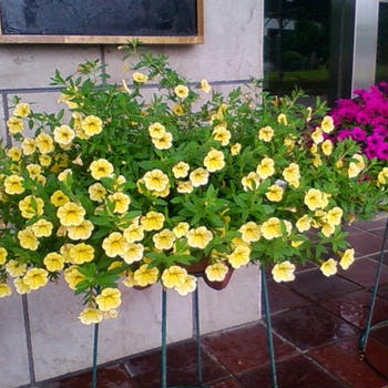 ほとんどのダウンロード ミリオン ベル 花 言葉 100 で最高の画像