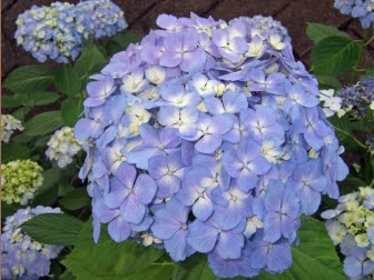 新鮮なアジサイ 壁紙 最高の花の画像