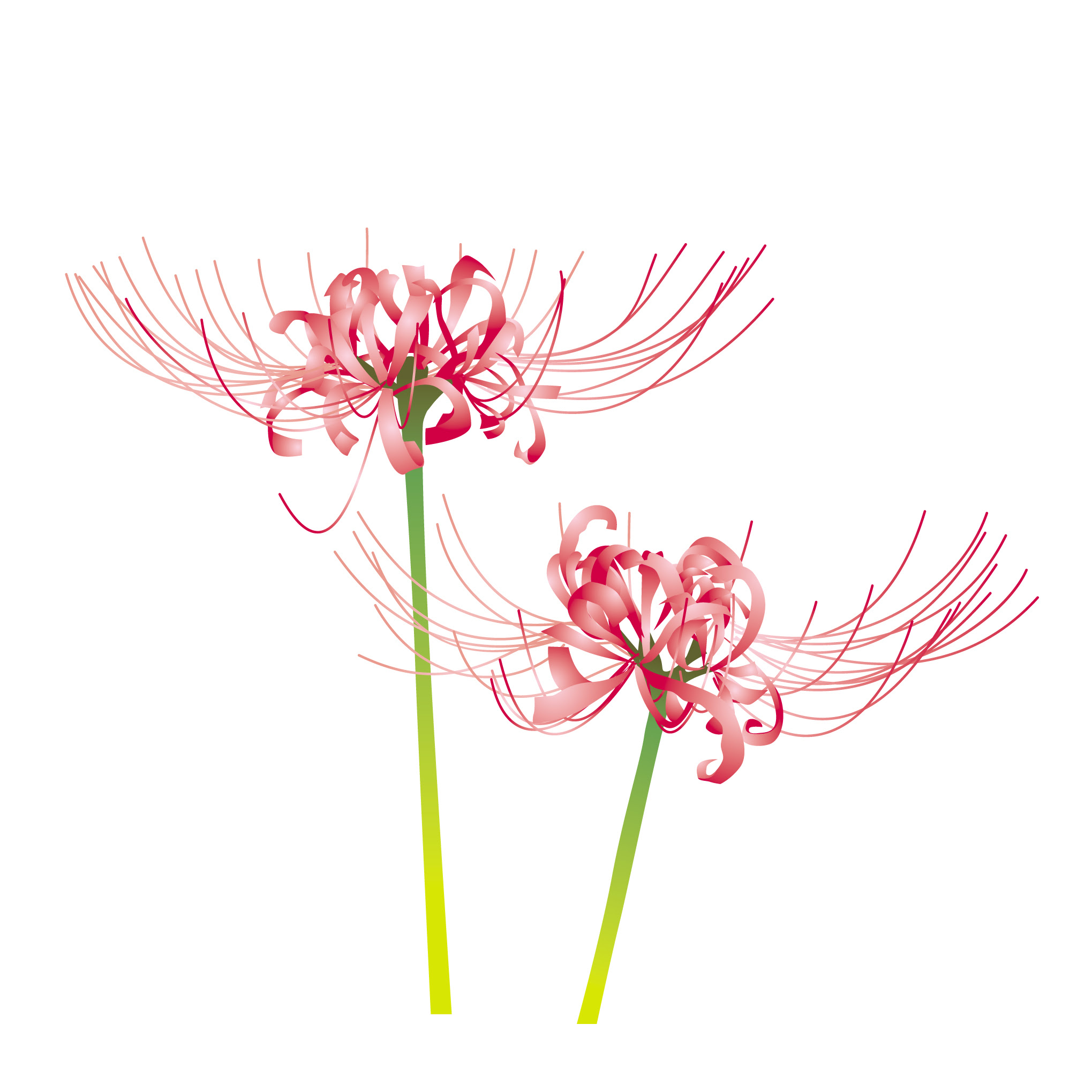 美しい花の画像 ベスト50 9月 花 イラスト