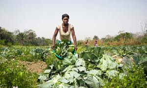 Una agricultora de una cooperativa de hortalizas gestionada por mujeres cultiva coles en Sierra Leona.