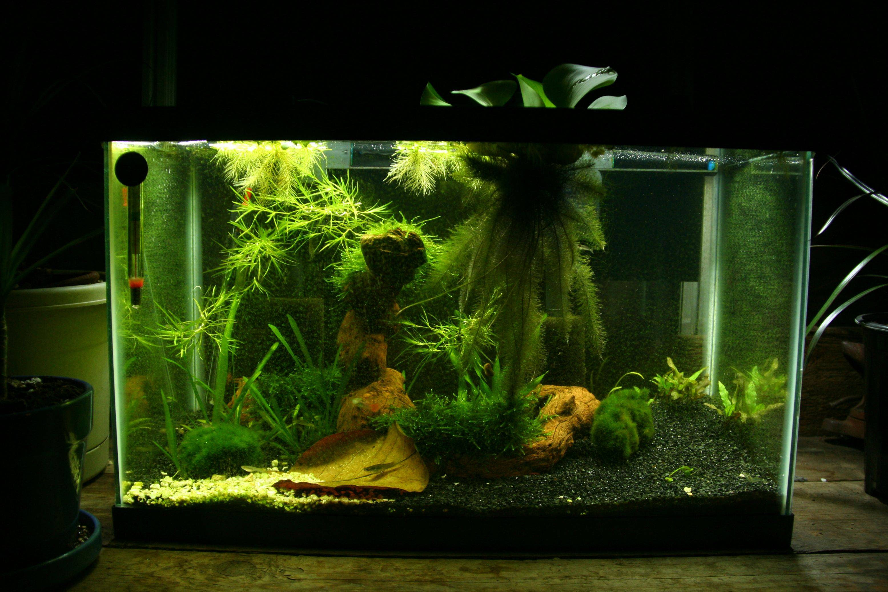  Guppy  Tank  The Letter Of Introduction