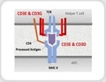 Associating T-Cell Receptors with Biotinylated CD3E