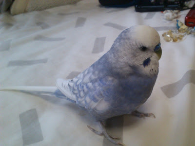 [最新] セキセイインコ 漫画 打ち切り 理由 172225