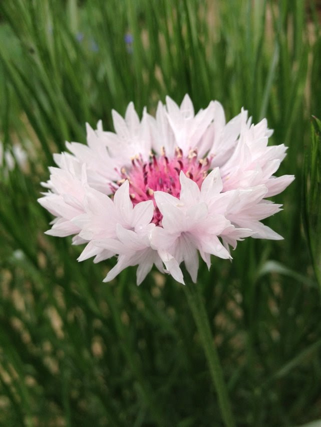 すべての美しい花の画像 最高2 月 3 日 誕生 花