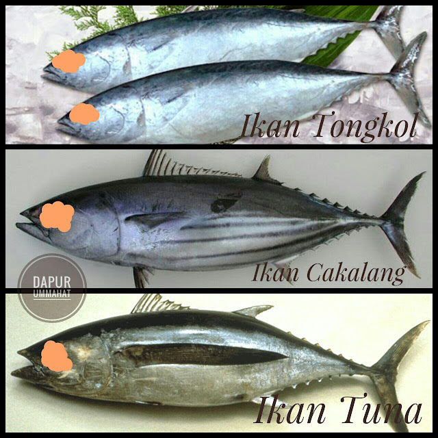 Beda Ikan Tuna Dan Ikan Tongkol