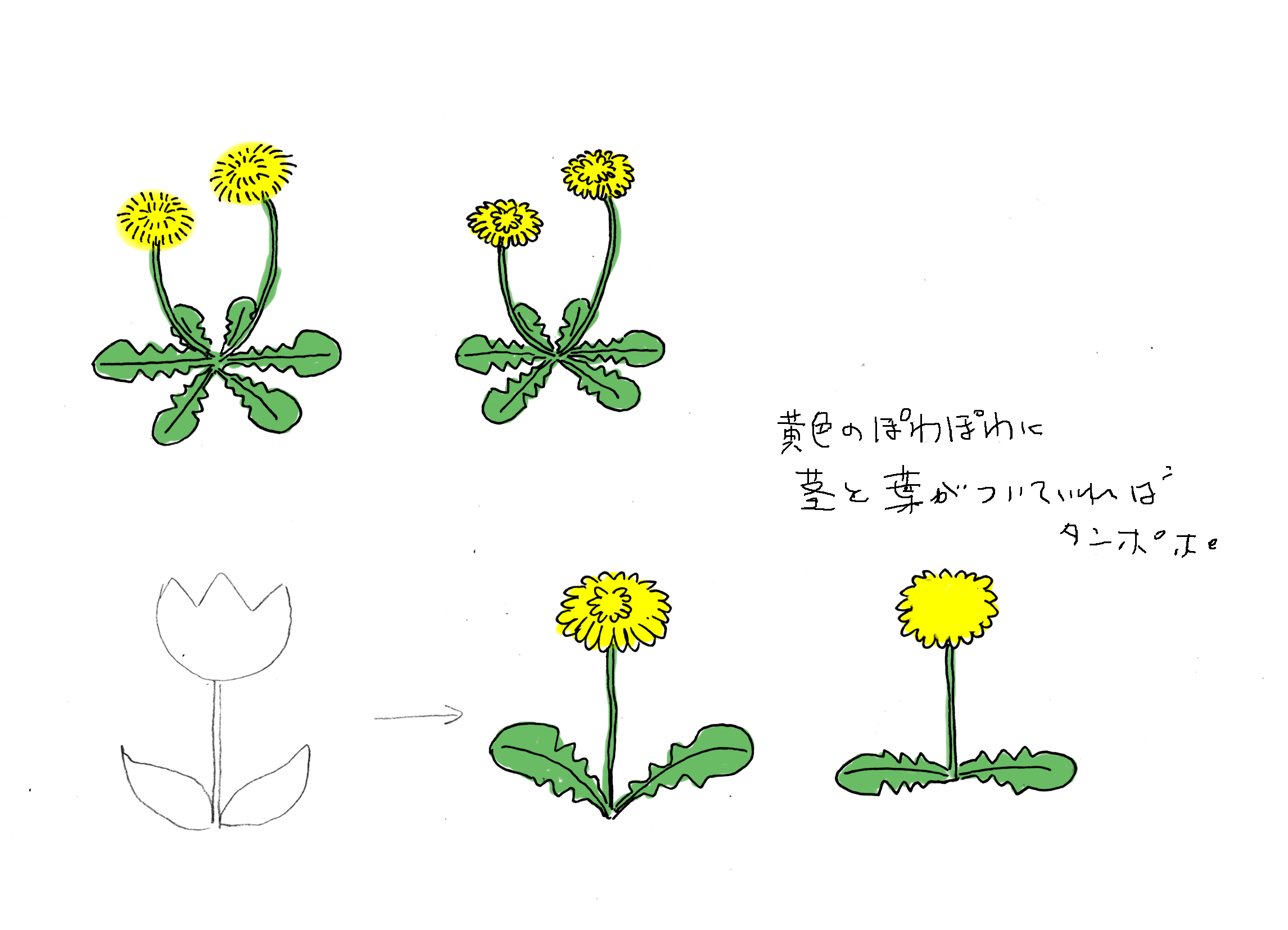 無料ダウンロード たんぽぽ イラスト 書き方 たんぽぽ イラスト 書き方