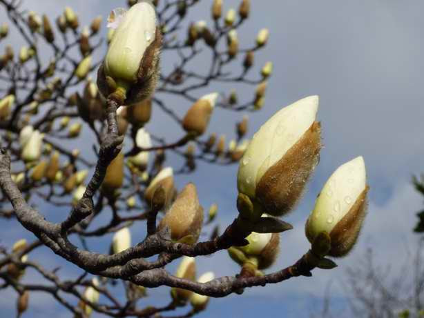 75 白木蓮 つぼみ 最高の花の画像