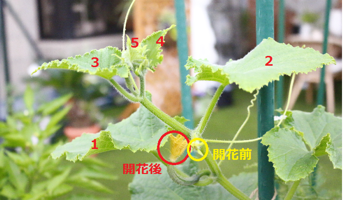 コンプリート 芽 かき きゅうり 栽培 摘心 芽 かき きゅうり 栽培 摘心 Jozirasutox1gl