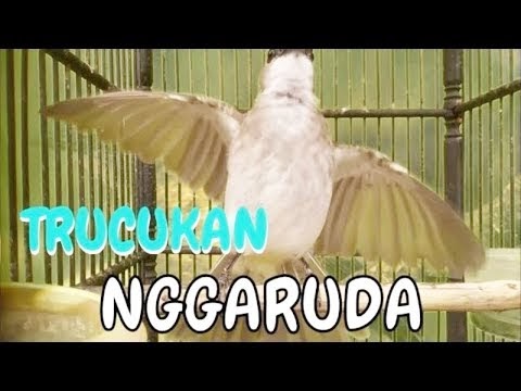 Download Video Burung  Trucuk Garuda  Burung  Garuda 