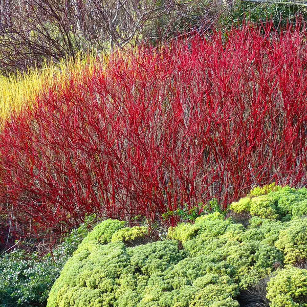 Grown to perfection, each specimen arrives as a young shrub with healthy roots intended to establish effortlessly wherever they're planted. Red Twig Dogwood Shrubs For Sale Fastgrowingtrees Com