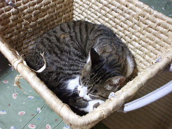 Arufa 猫 A リポ酸猫