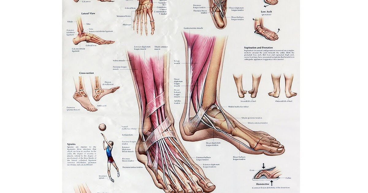 Gambar Anatomi  Tubuh Manusia Dalam Bahasa Inggris Info 
