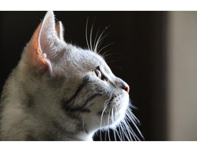 猫 横顔 イラスト フリー の最高のコレクション かわいいディズニー画像