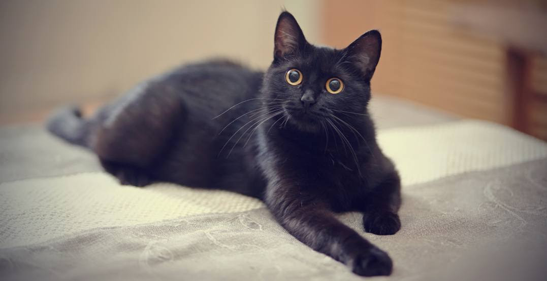Black cat pictures are among my favorites. 20 Black Cats And Kittens That Need A Home Right Meow Curated