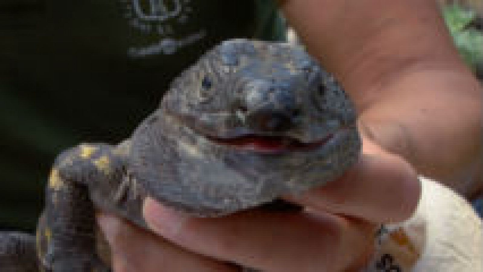  El lagarto gigante de El Hierro