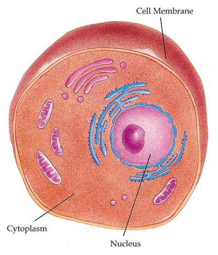 yd941uzen: animal cell membrane structure