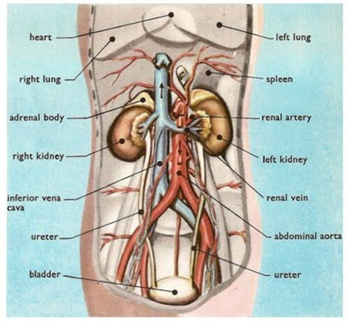 Are The Kidneys Located Inside Of The Rib Cage : Internal ...