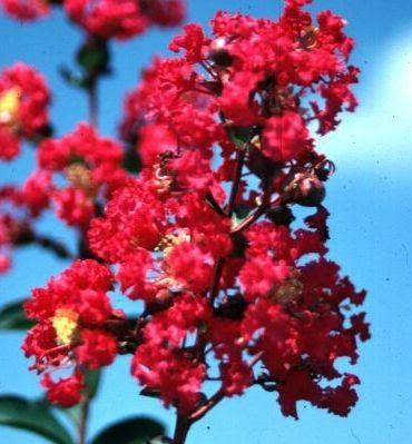 We would like to show you a description here but the site won't allow us. Victor S Dwarf Red Crape Myrtle Natorp S Online Plant Store