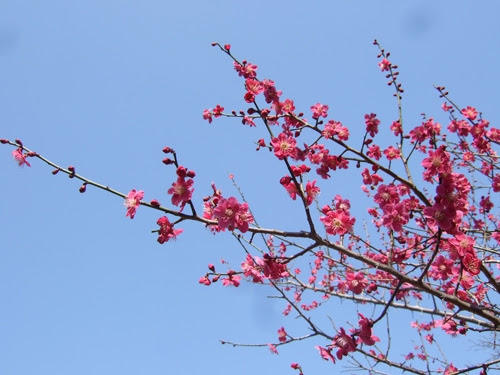 無料ダウンロード梅の花 フリー素材 最高の花の画像