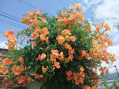 コンプリート オレンジ色 花 木 オレンジ色 花 金木犀