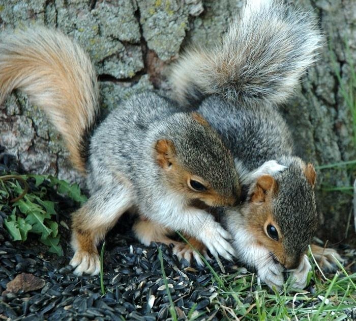 56 Populer Gambar Flora Dan Fauna Negara Singapura