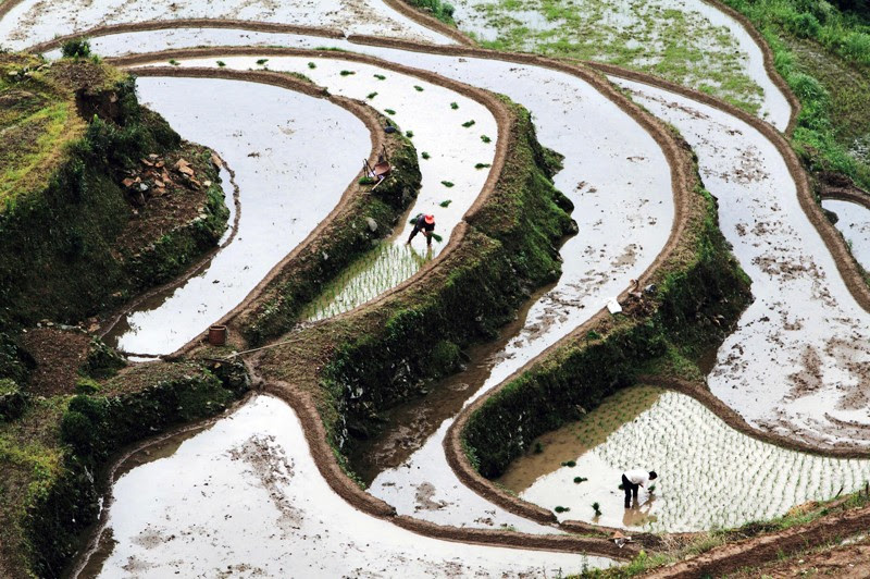 Farmers plant rice in the terrace in China